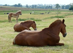 Remettez votre cheval sur pied