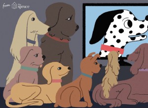 Top des films d animation pour chiens