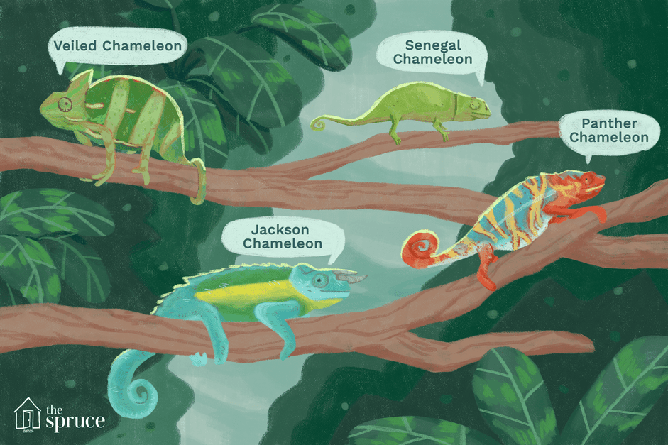 I diversi tipi di camaleonti