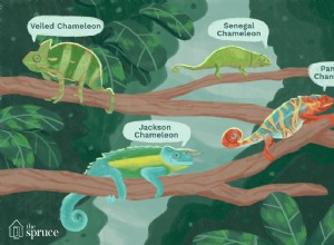 Les différents types de caméléons