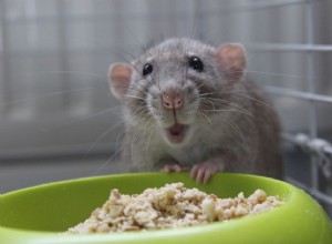 Уход за зубами мыши