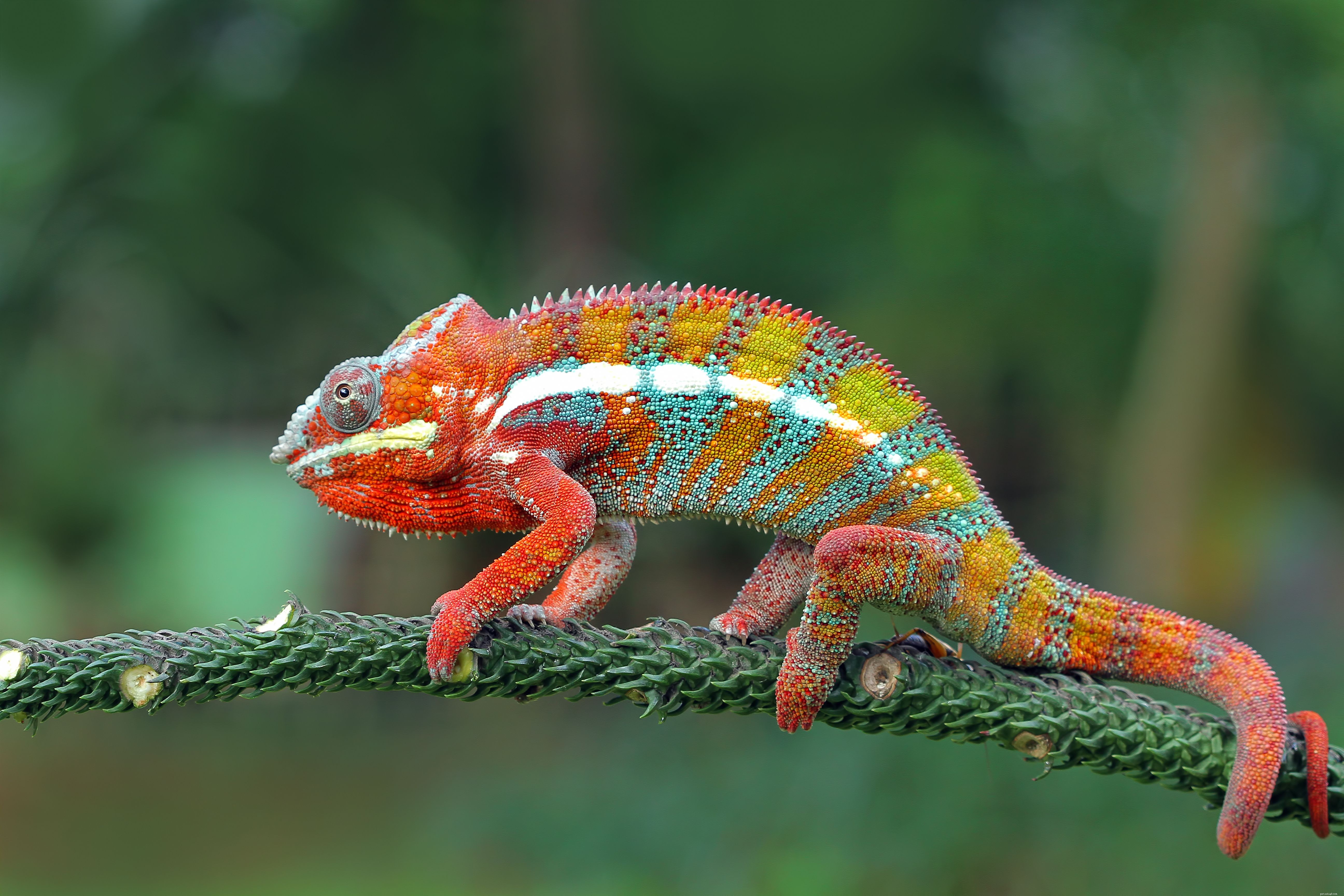 Různé typy chameleonů