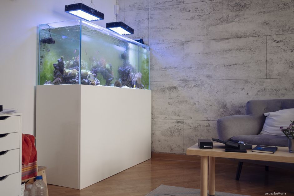 Placement du chauffage d aquarium et répartition de la chaleur dans un aquarium domestique