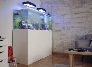 Umístění akváriového ohřívače a distribuce tepla v domácím akváriu