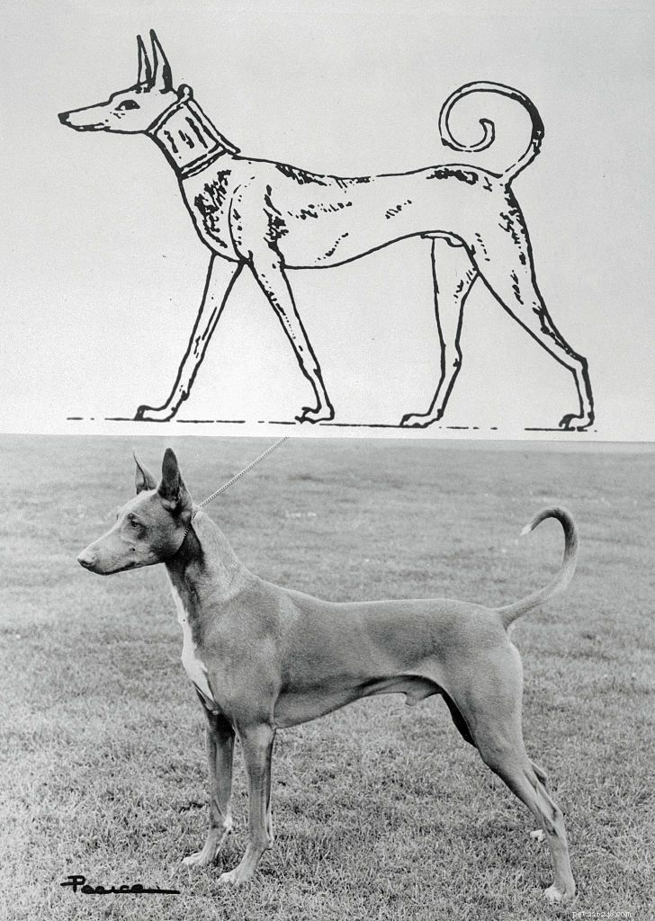 Фараонова собака:Профиль породы собак
