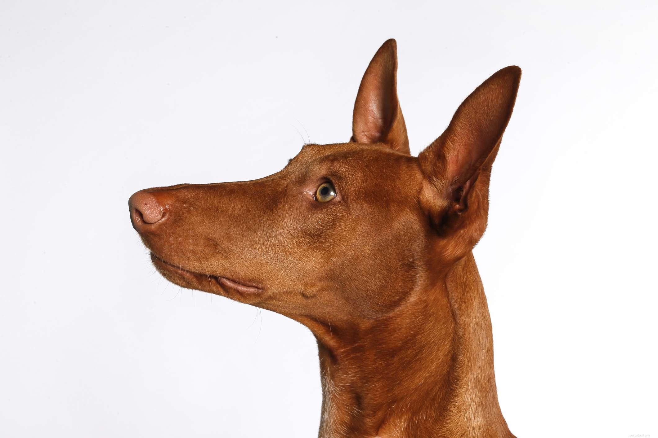 Pharaoh Hound:hondenrasprofiel