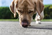 Pharaoh Hound:profilo razza canina