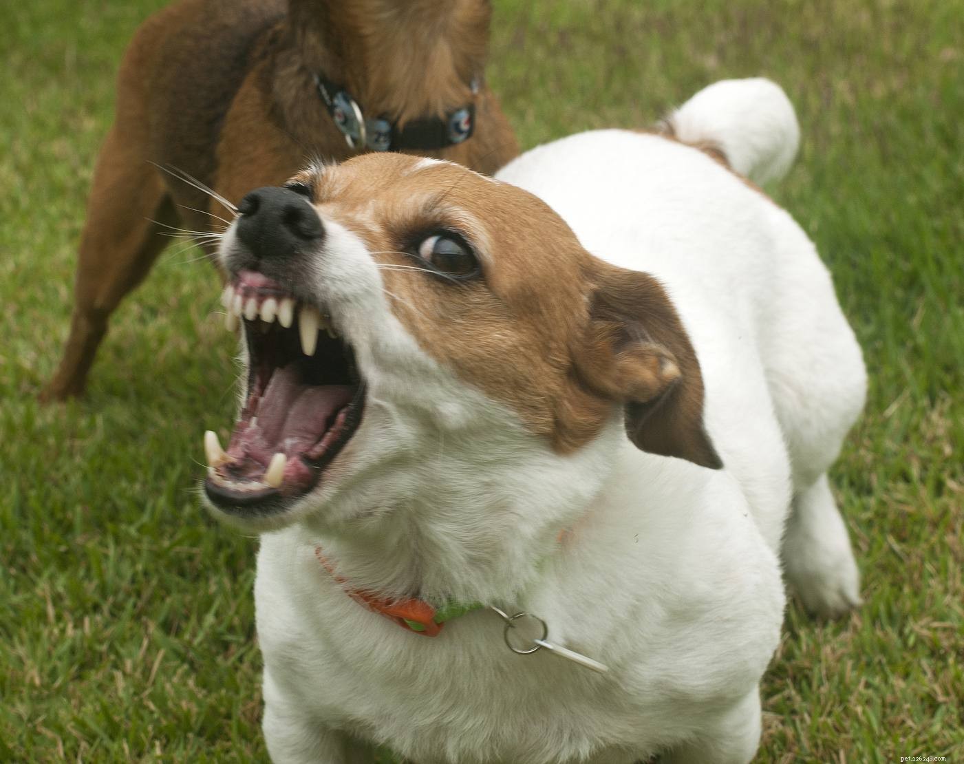Capire la rabbia nei cani