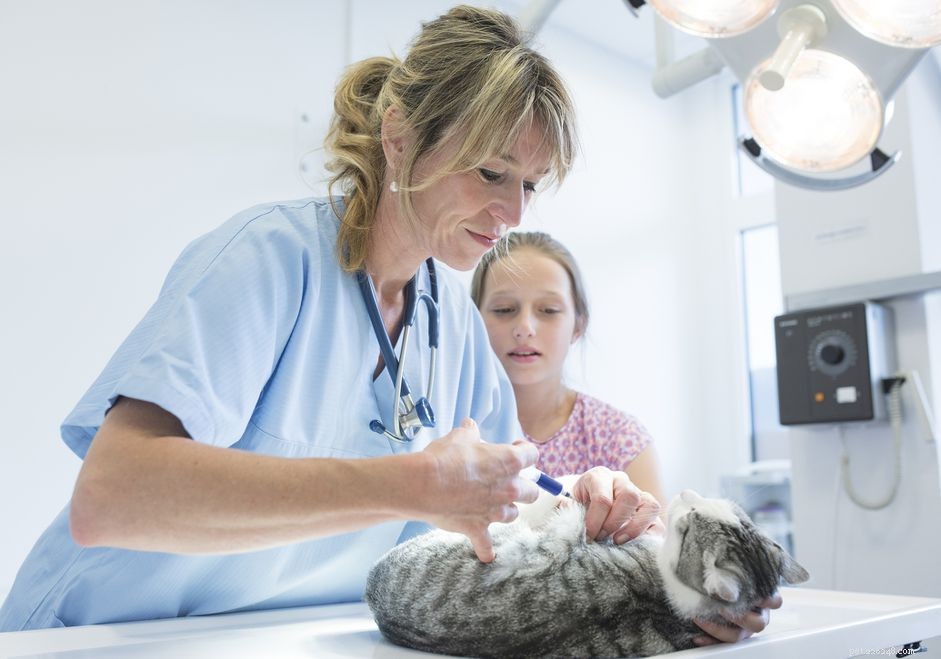 Het vaccinatieraadsel:uw gids voor protocollen voor kattenvaccins