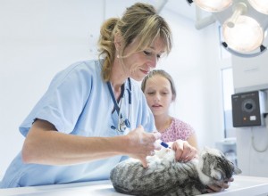 L énigme de la vaccination :votre guide des protocoles pour les vaccins pour chats