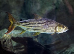 Noms communs des poissons commençant par H