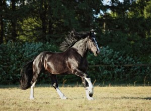 Shire Horse：Breed Profile