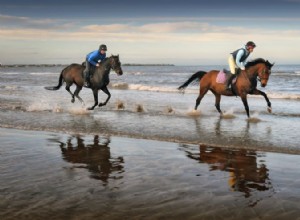 Cheval de sport irlandais :profil de la race