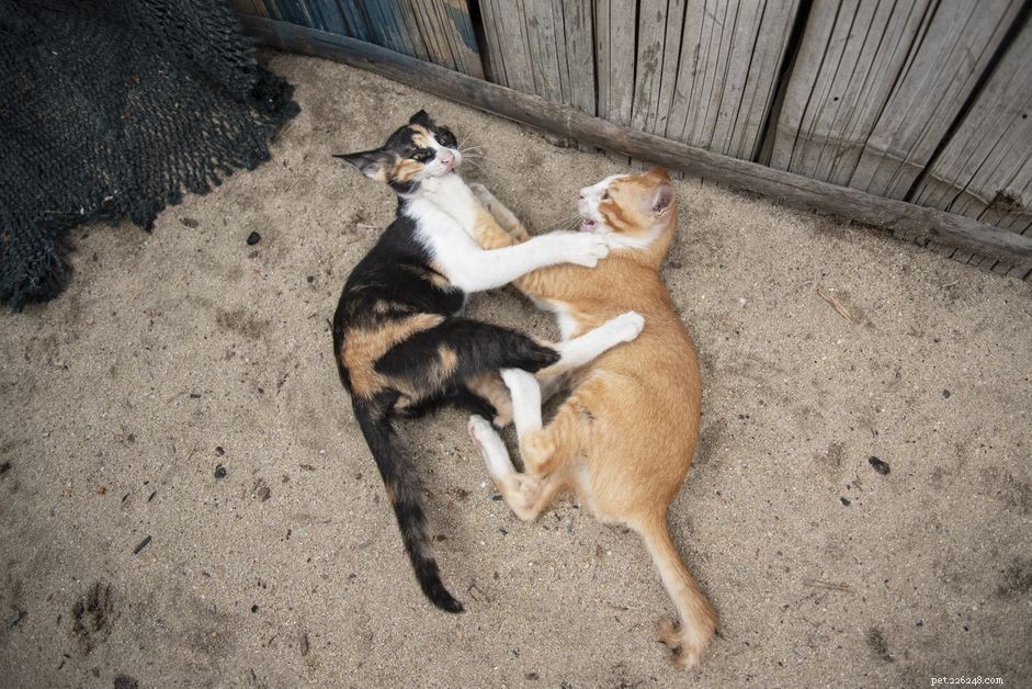 Hoe u kunt voorkomen dat katten een zandbak als kattenbak gebruiken