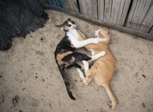Как отучить кошек использовать песочницу в качестве лотка