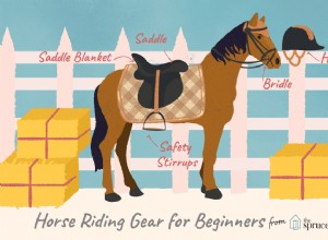 Základní vybavení, které potřebujete pro svého prvního koně