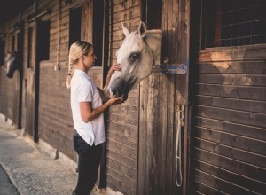 Regard sur ce que les différents types de pensions pour chevaux peuvent offrir