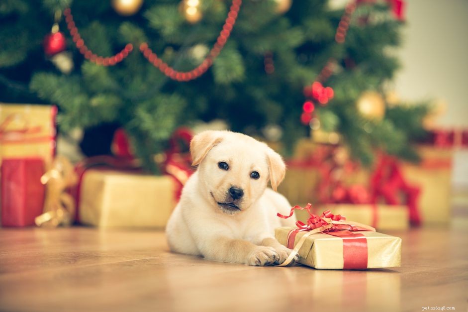 Suggerimenti per la sicurezza dell albero di Natale per il tuo cucciolo