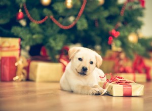 강아지를 위한 크리스마스 트리 안전 수칙