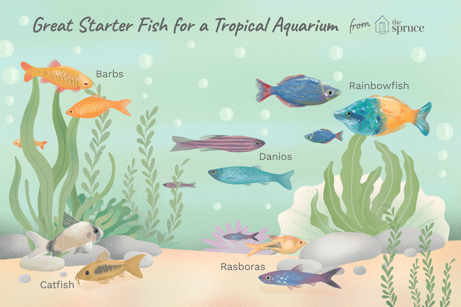 Principais peixes para iniciar um aquário tropical de água doce