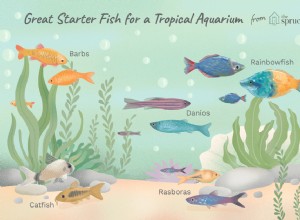 Лучшие рыбы для создания тропического пресноводного аквариума