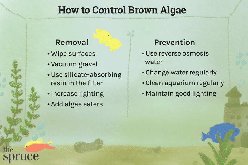Hoe u bruine algen uit uw aquarium verwijdert
