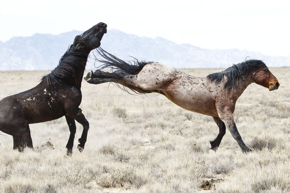 Почему лошади брыкаются и что с этим делать