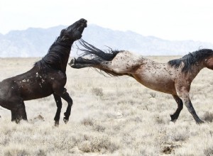 Почему лошади брыкаются и что с этим делать