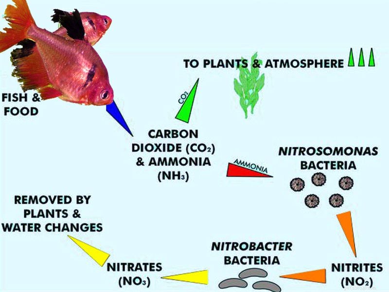O ciclo do nitrogênio em aquários