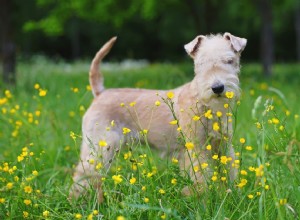 Lakeland Terrier：Dog Breed Profile