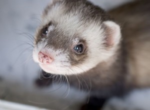 Vers un régime alimentaire plus naturel pour les furets :proies entières et aliments crus