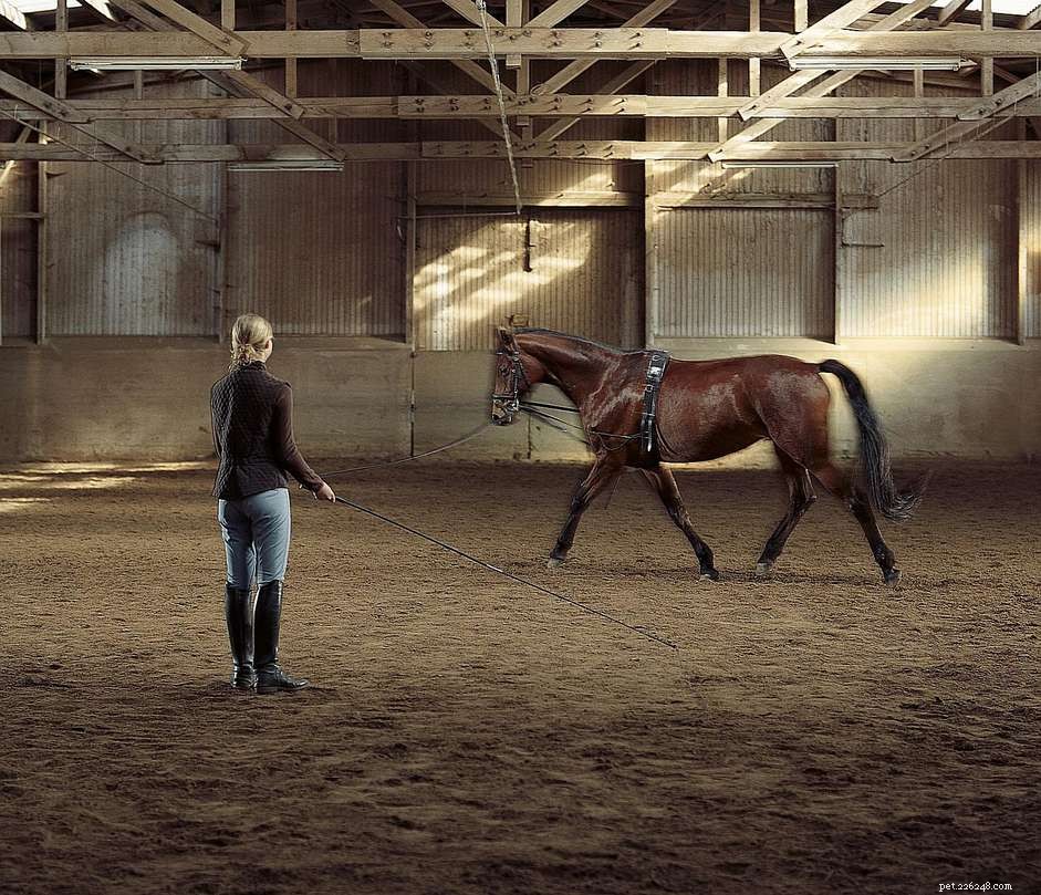 Comment entraîner votre cheval à la fente