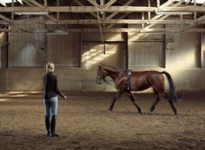 Как тренировать лошадь выпадами