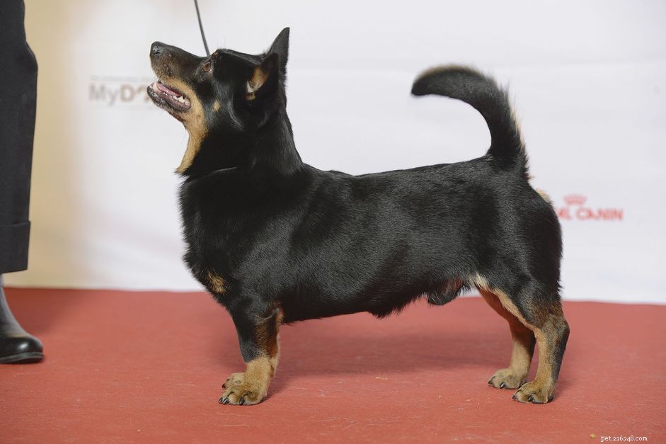 Lancashire Heeler:perfil da raça do cão