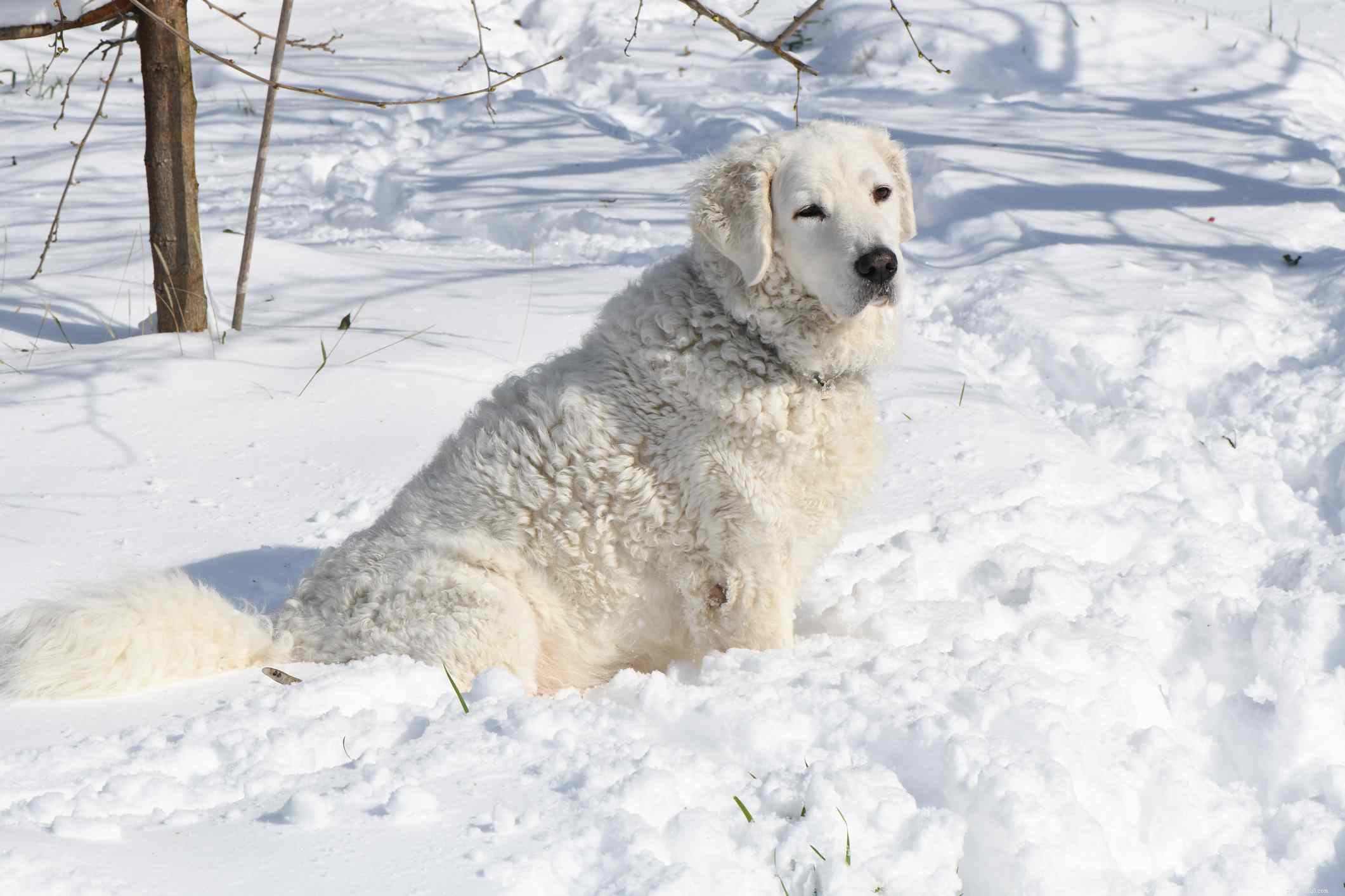 Cane Kuvasz (Kuv):profilo razza canina