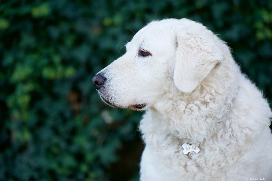 Cane Kuvasz (Kuv):profilo razza canina