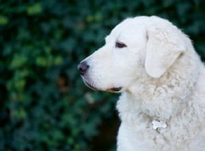 Кувас (Кув):Профиль породы собак