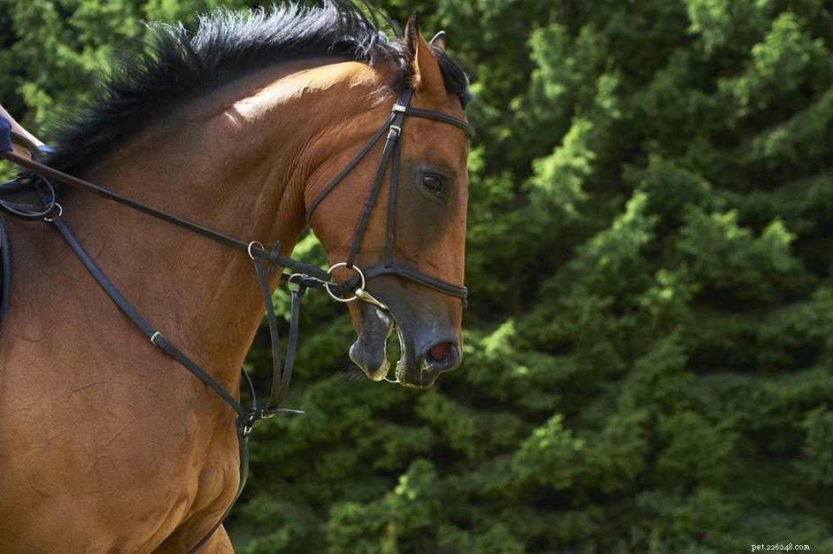 De juiste neusriem voor uw paardenhoofdstel kiezen