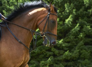 Choisir la bonne muserolle pour la bride de votre cheval