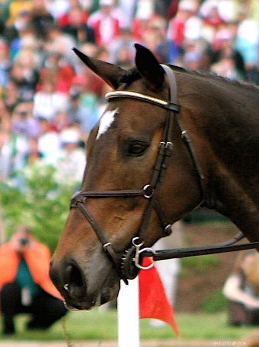 Scegliere la fascia nasale giusta per la briglia del tuo cavallo