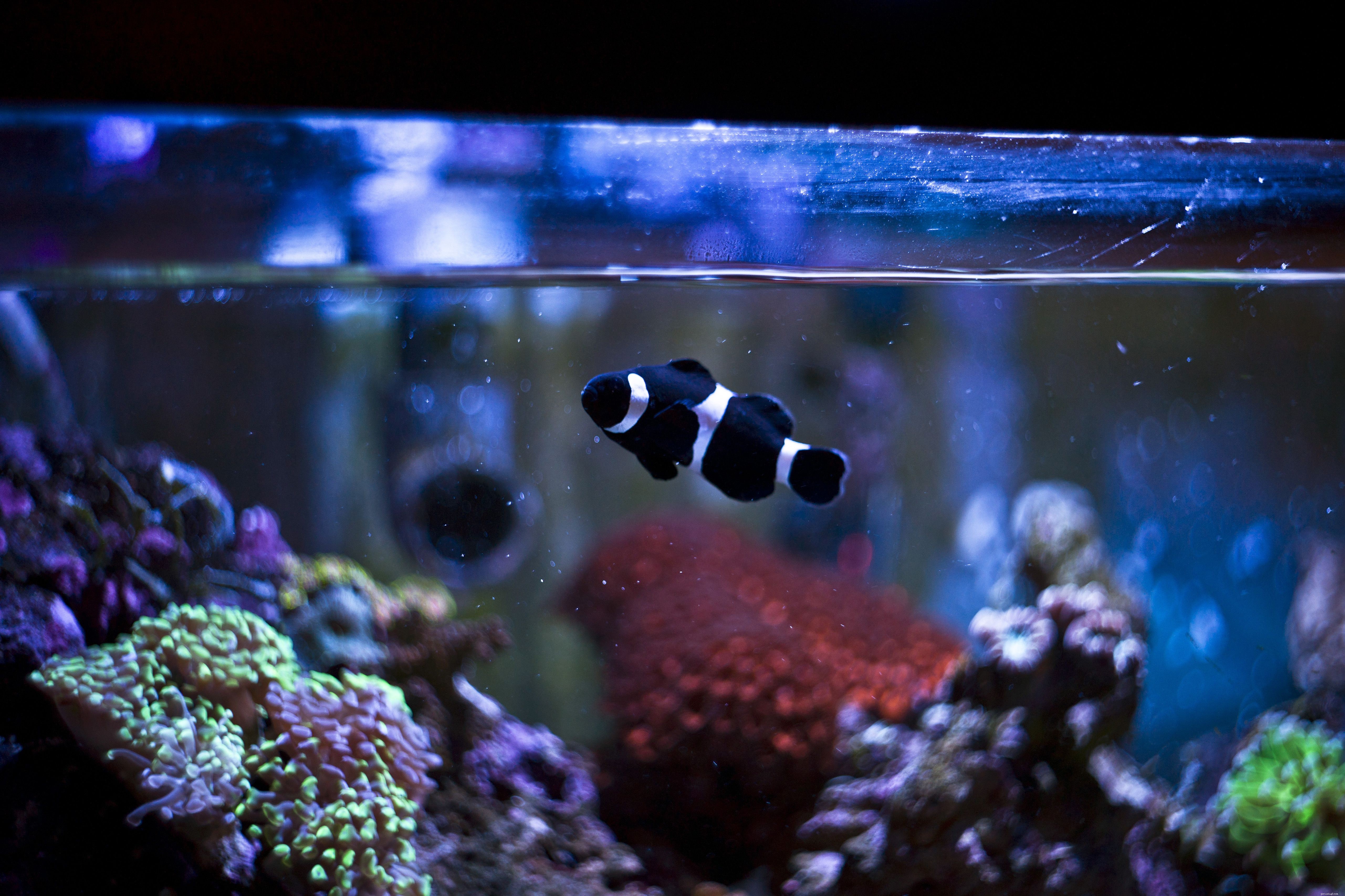 Tout savoir sur la filtration mécanique pour votre aquarium