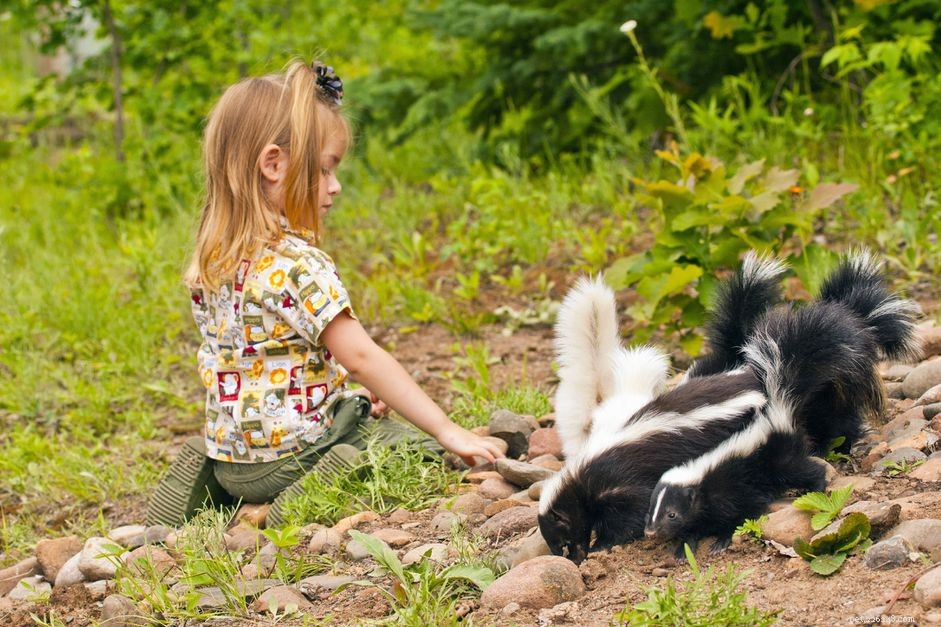 Wilde baby-skunks als huisdier houden
