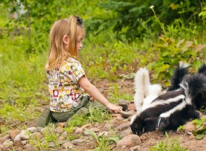 Élever des bébés mouffettes sauvages comme animaux de compagnie