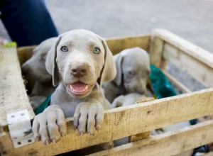 Méfiez-vous des mauvais éleveurs de chiens