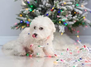 Comment aider les chiots après un choc électrique avec les premiers soins