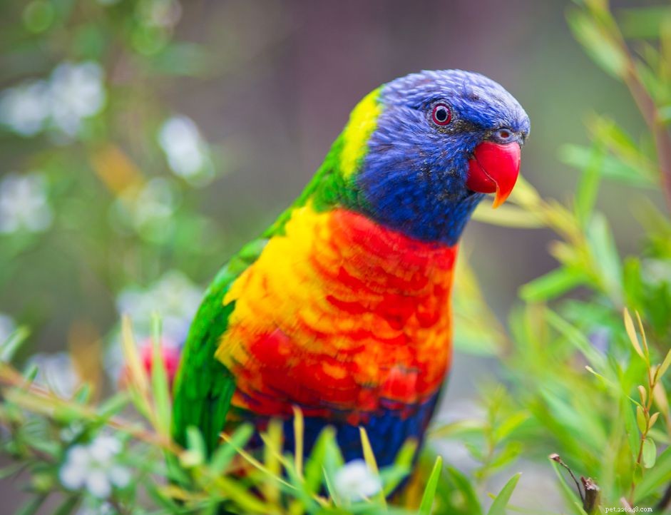 8 melhores espécies de aves de estimação de tamanho médio