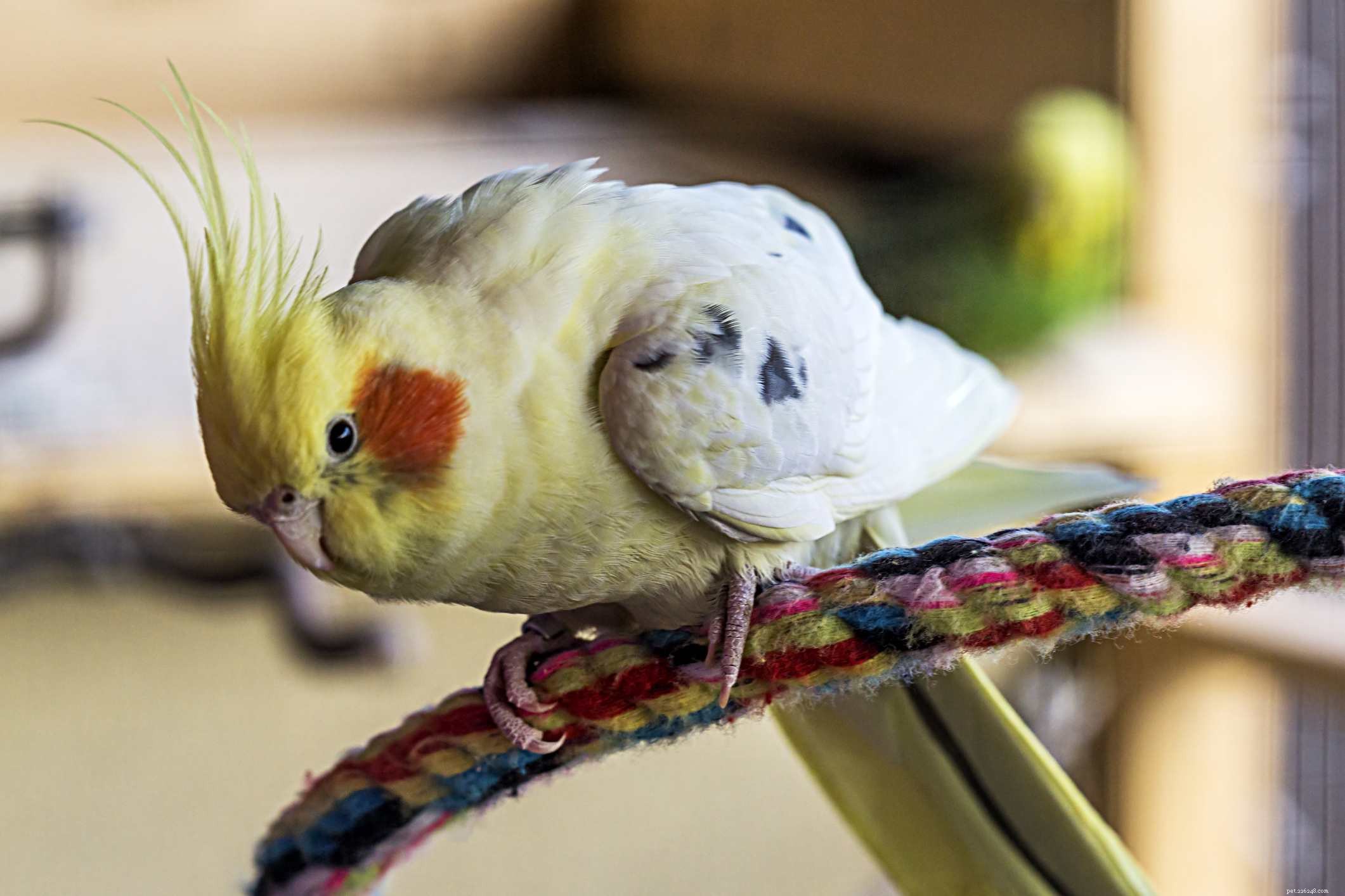 8 bästa medelstora fågelarter för husdjur