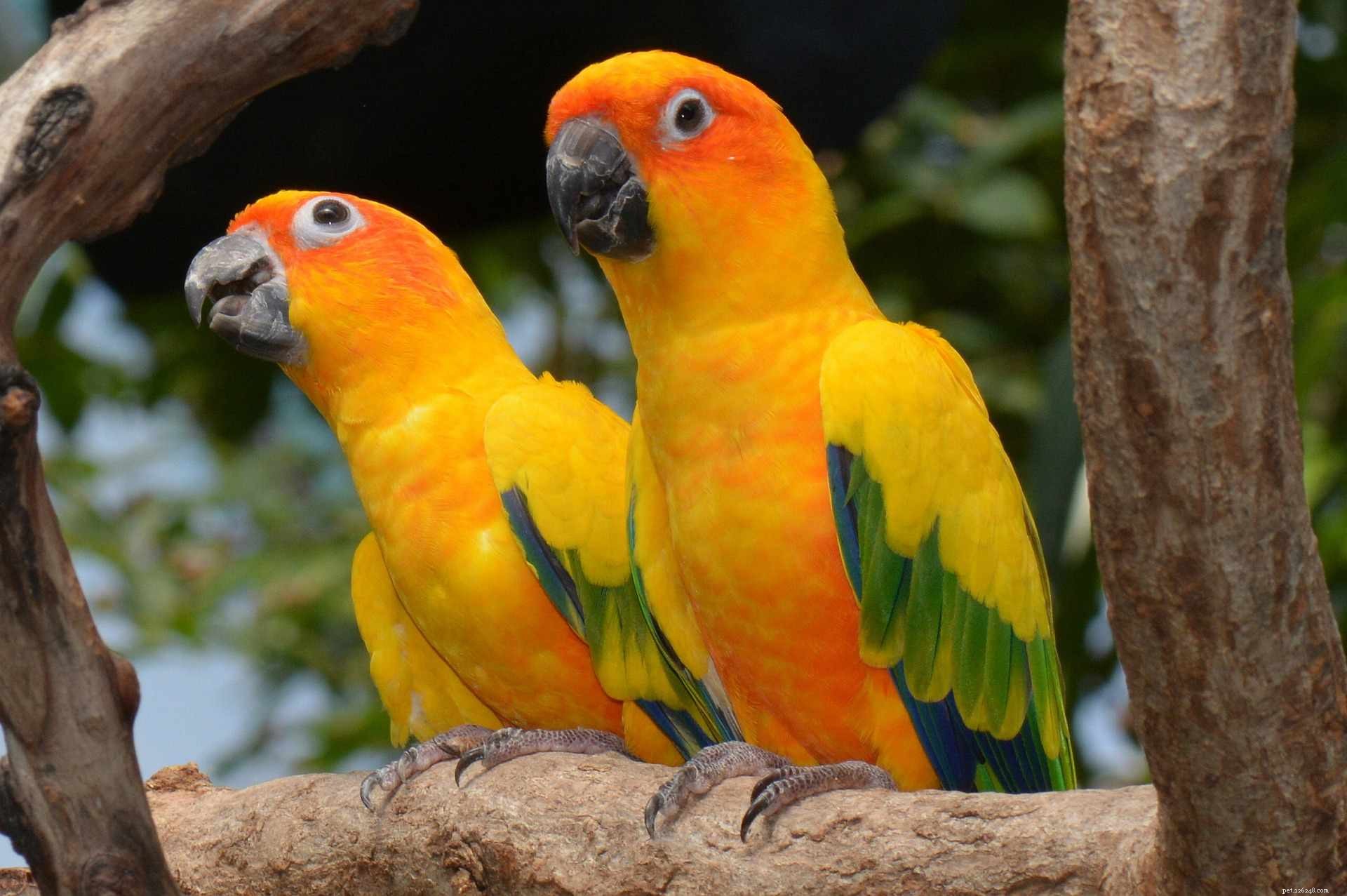 8 beste middelgrote huisdiervogelsoorten