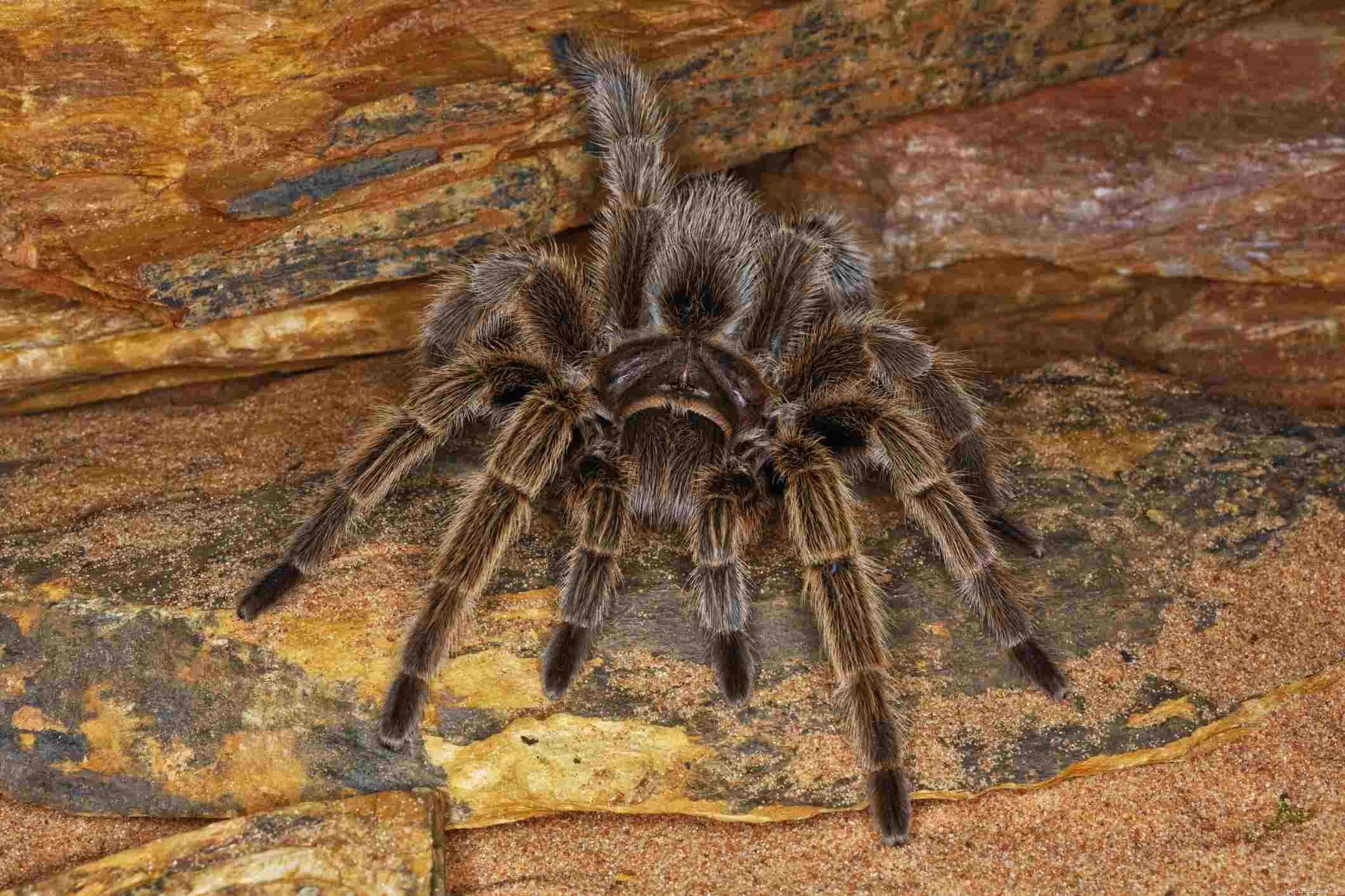 10 лучших видов тарантулов для содержания в качестве домашних животных