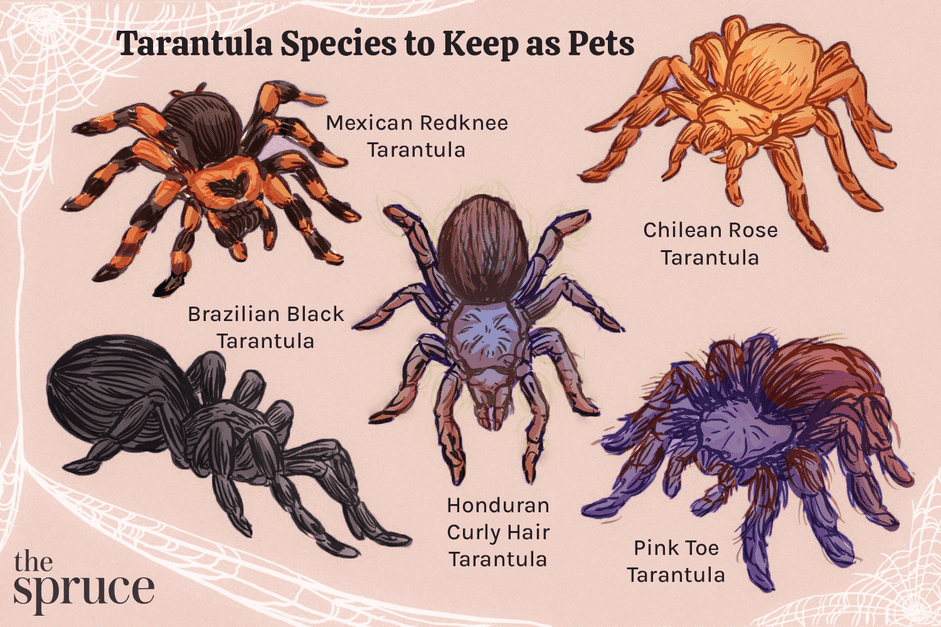 10 migliori specie di tarantola da tenere come animali domestici